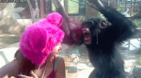 crazy monkey gif|crazy monkeys Memes & GIFs .